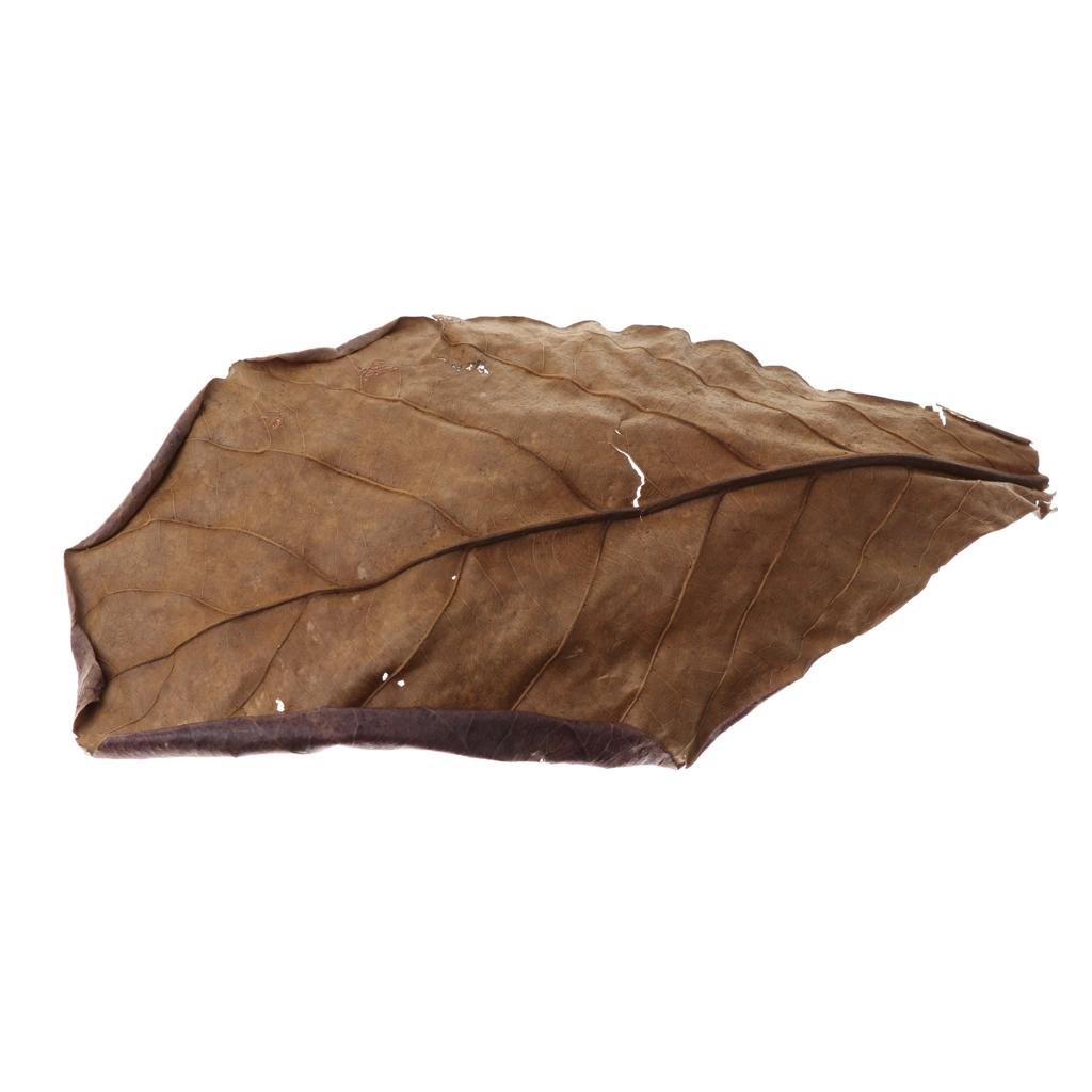 Akwarium rybne, indyjskie liśc – Aquarium Fish Betta recenzja i cena