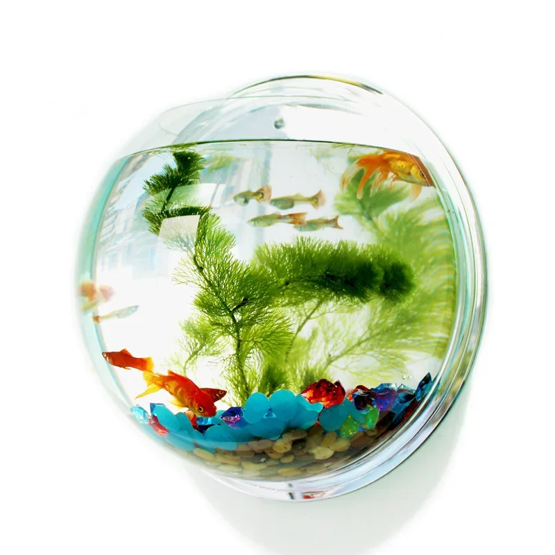 Akrylowe akwarium w kształcie  – Betta Fish Tank recenzja i cena
