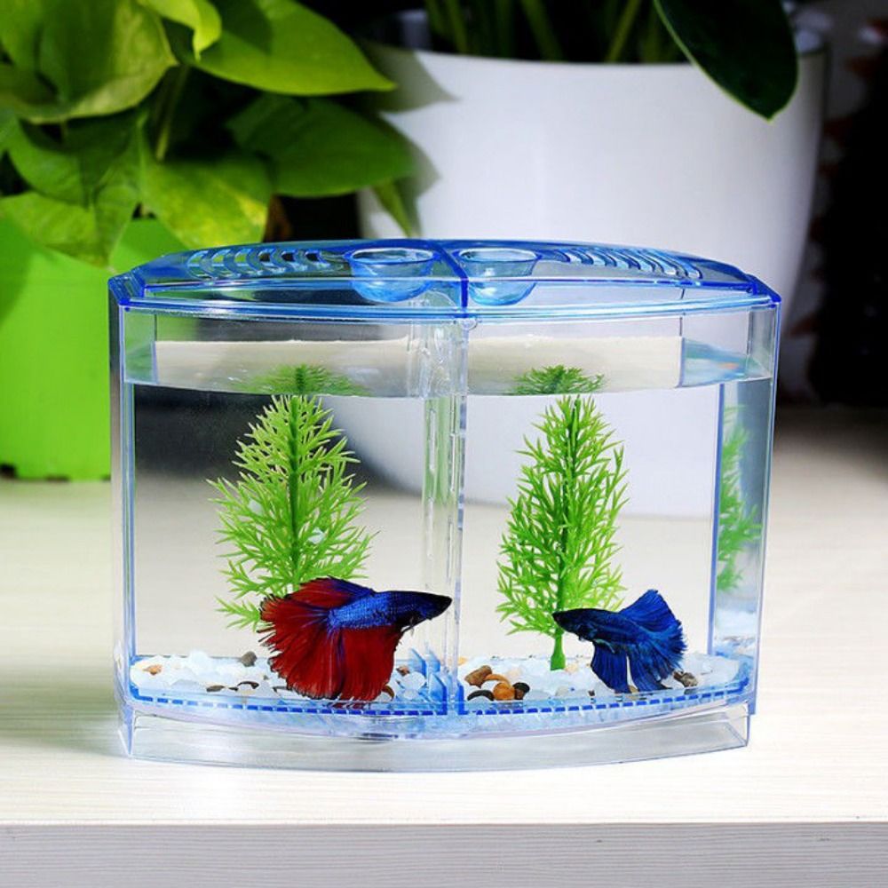 Przezroczyste akwarium Betta,  – Betta Fish Tank recenzja i cena